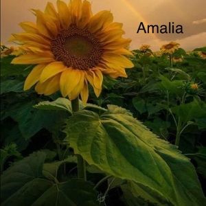 Meet your Posher, Amalia